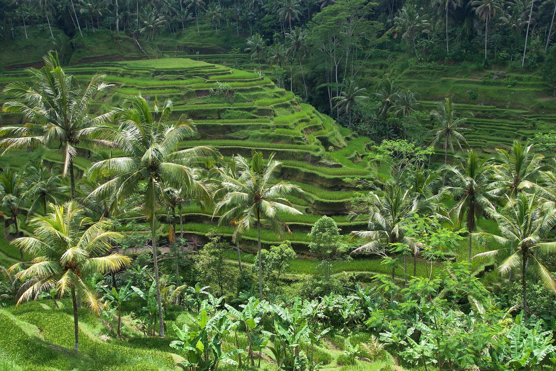 Stepped rice terraces in central Bali during the dry season