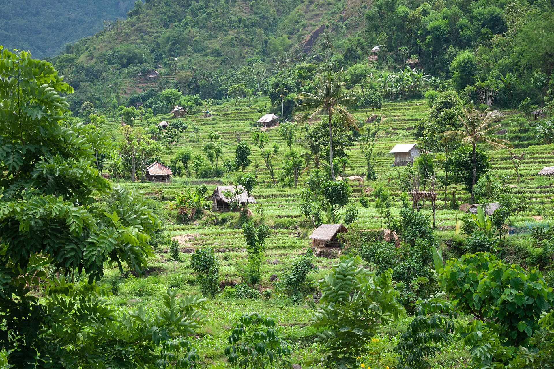 The Rice Terraces in Bali