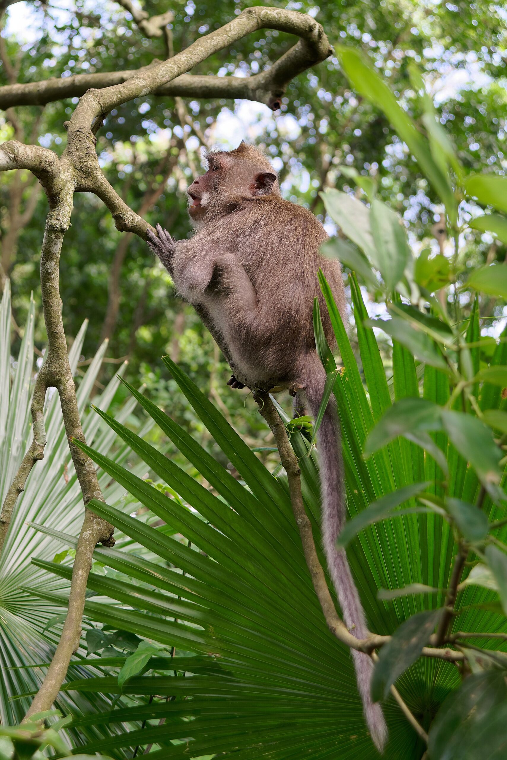 Long-tailed macaque in the Sacred Monkey Forest sanctuary in Ubud, Bali