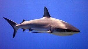 10 Best Places to Dive with Sharks
