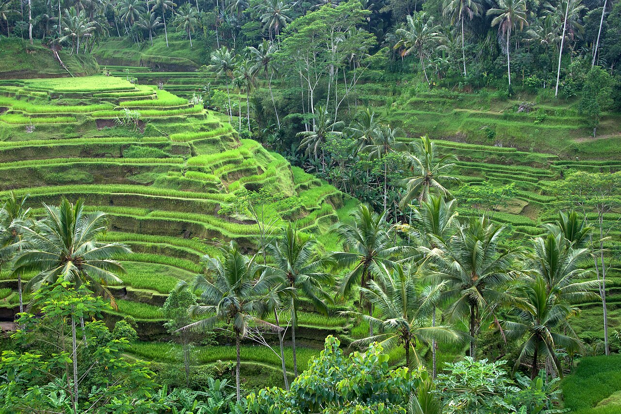 Find & Book Tours in Bali in Bali