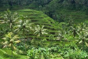 Digital Nomad Bali: The Complete 2026 Setup Guide