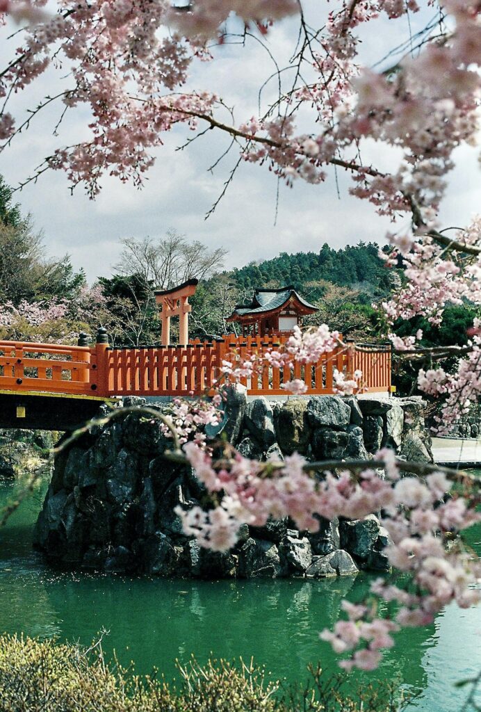 Cherry blossom trees in full pink bloom lining a path in Japan