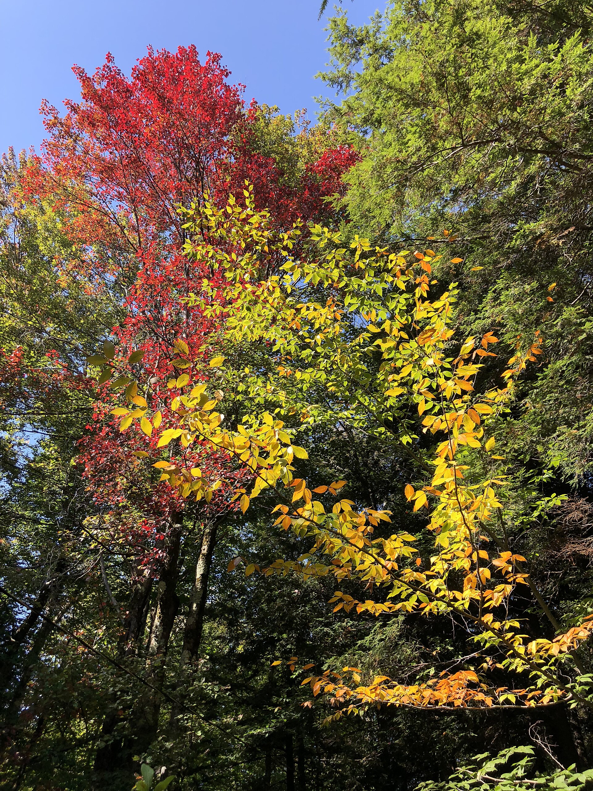 Autumn / Fall (September–November) in New York