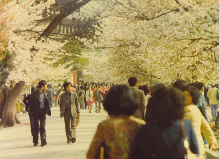Best Time to Visit Seoul: Month-by-Month Guide