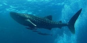 10 Best Places to Swim with Whale Sharks