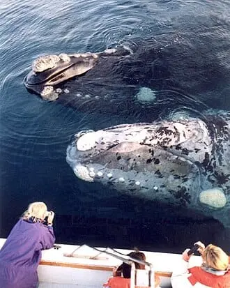 Best Whale Watching Destinations