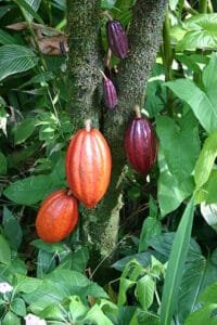 Cocoa Farm Tours in Central America