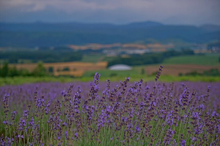 Hokkaido Itinerary: A 7-Day Sample Plan and How to Build Your Trip