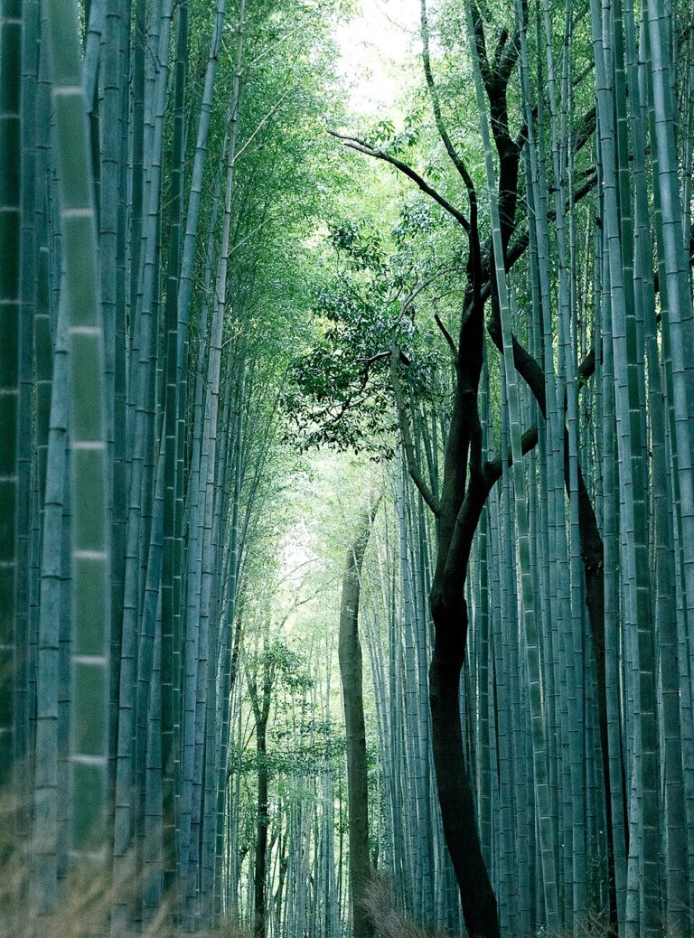 Kyoto Itinerary: A 4-Day Sample Plan and How to Build Your Trip