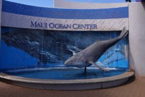 Best Time to Visit Maui: Month-by-Month Guide