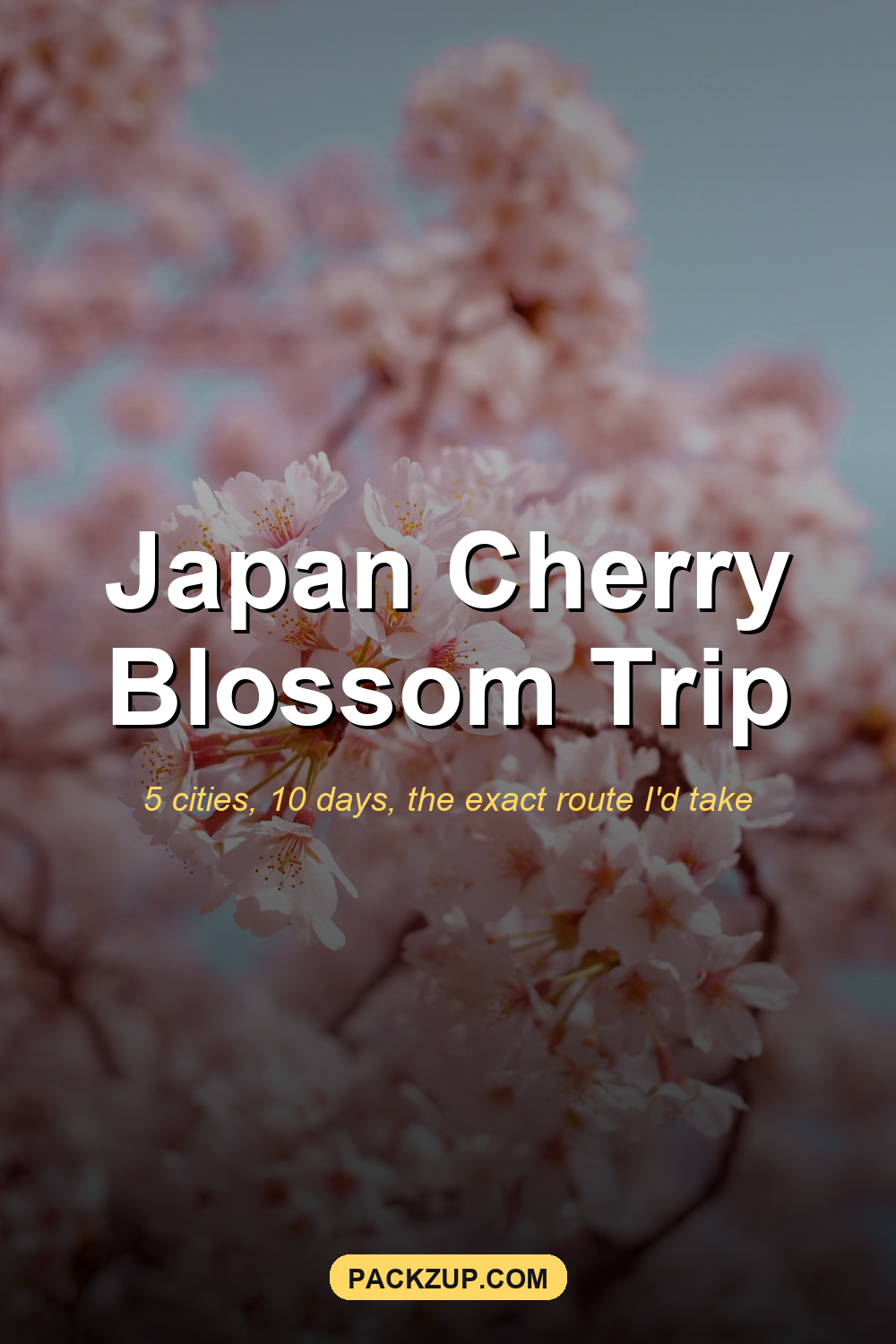 Japan Cherry 2