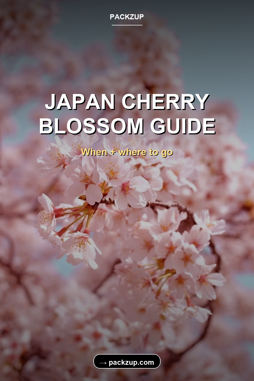 JAPAN CHERRY
BLOSSOM GUIDE