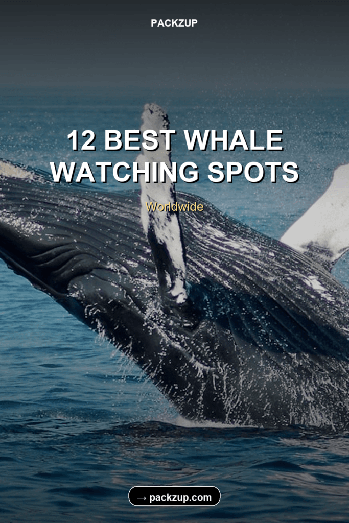 Pin Whale Watching 1