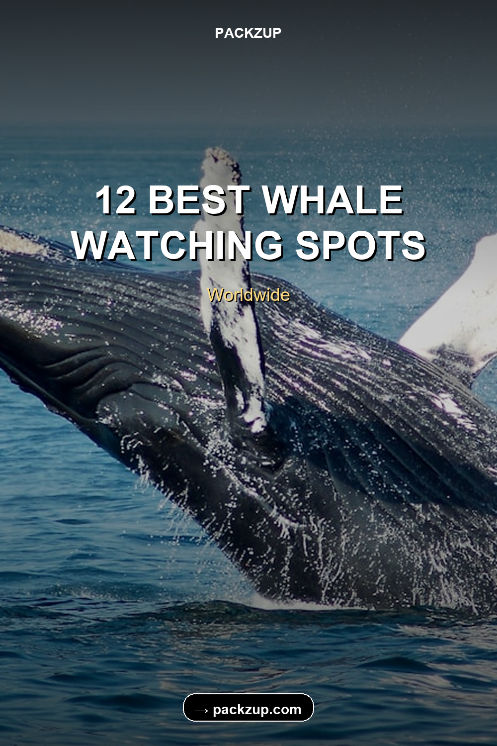 12 BEST WHALE
WATCHING SPOTS