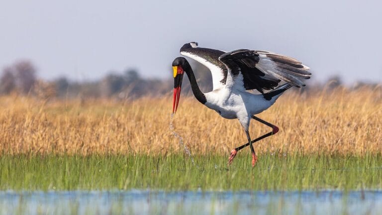 Best Time to Visit Botswana (2026 Guide)