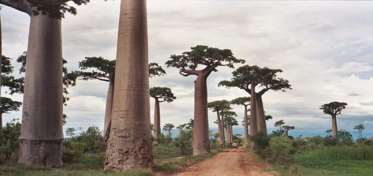Best Time to Visit Madagascar (2026 Guide)