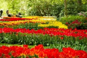 Netherlands Visa Requirements (2026): The Complete Guide