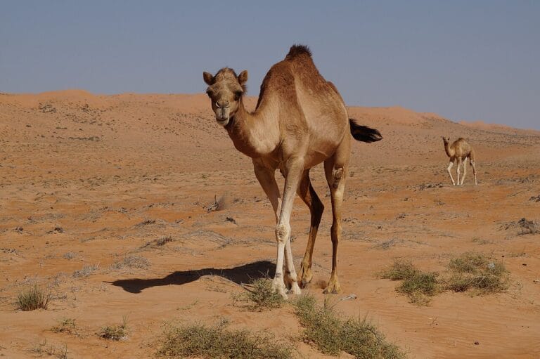 Best Time to Visit Oman (2026 Guide)