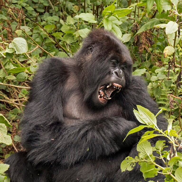 Best Time to Visit Rwanda (2026 Guide)