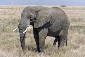 Do You Need a Visa for Tanzania? 2026 Rules by Passport