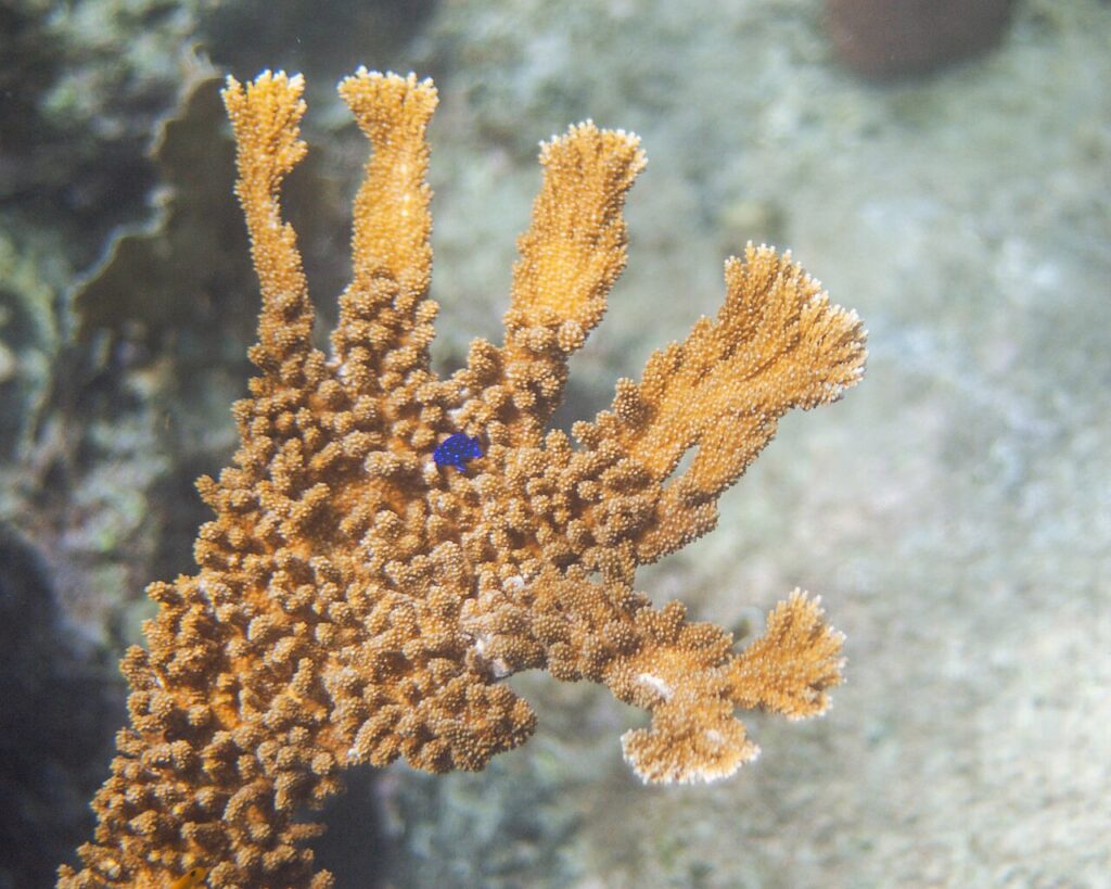 Tropical coral reef with scuba diver