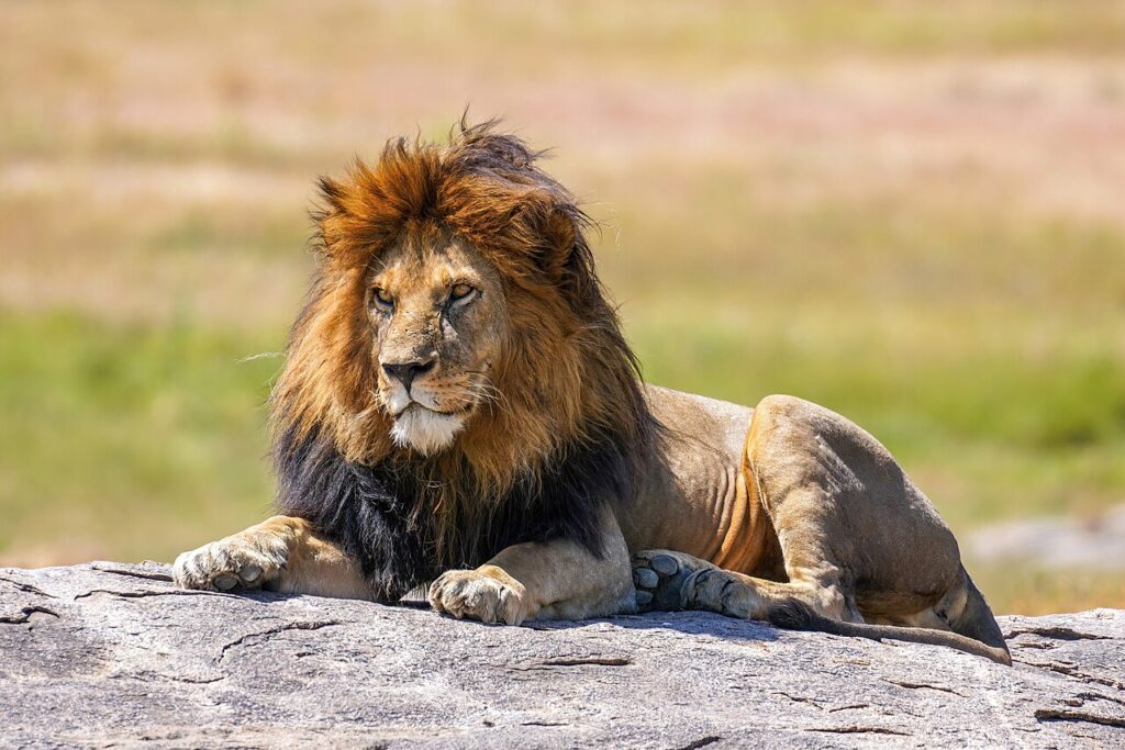 African lion in golden light, Serengeti safari