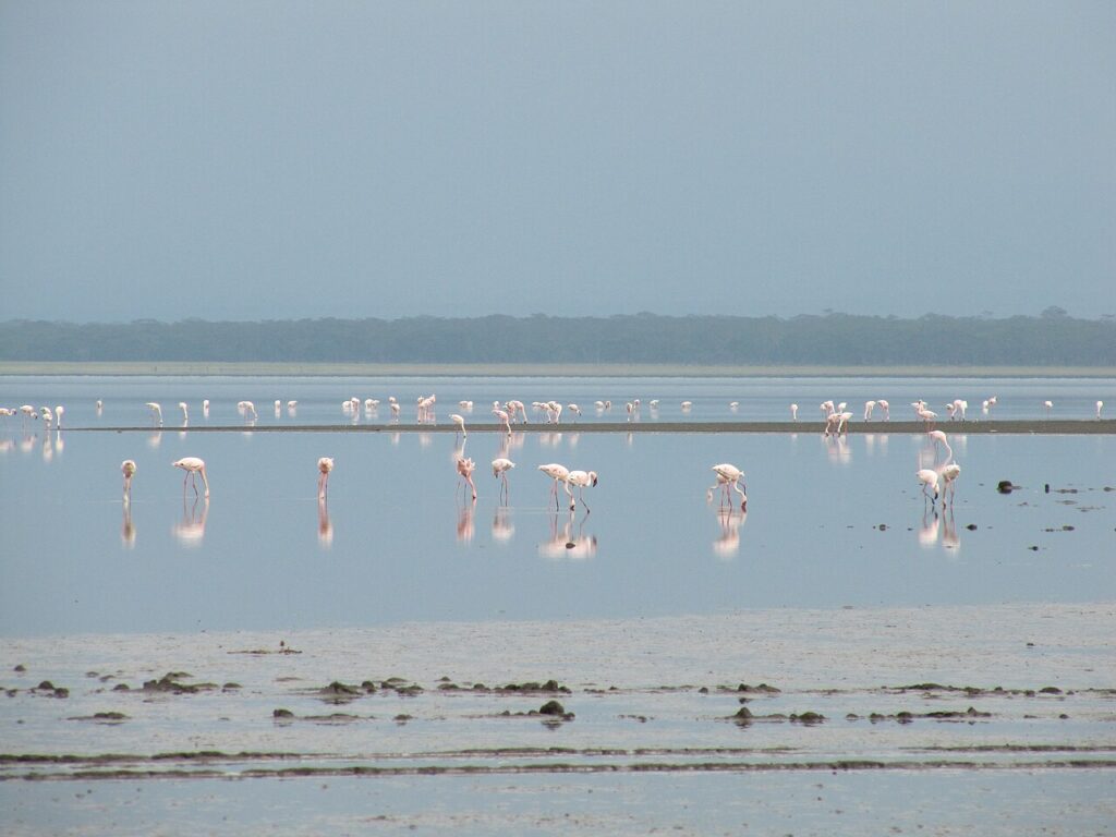 Kenya safari or coast