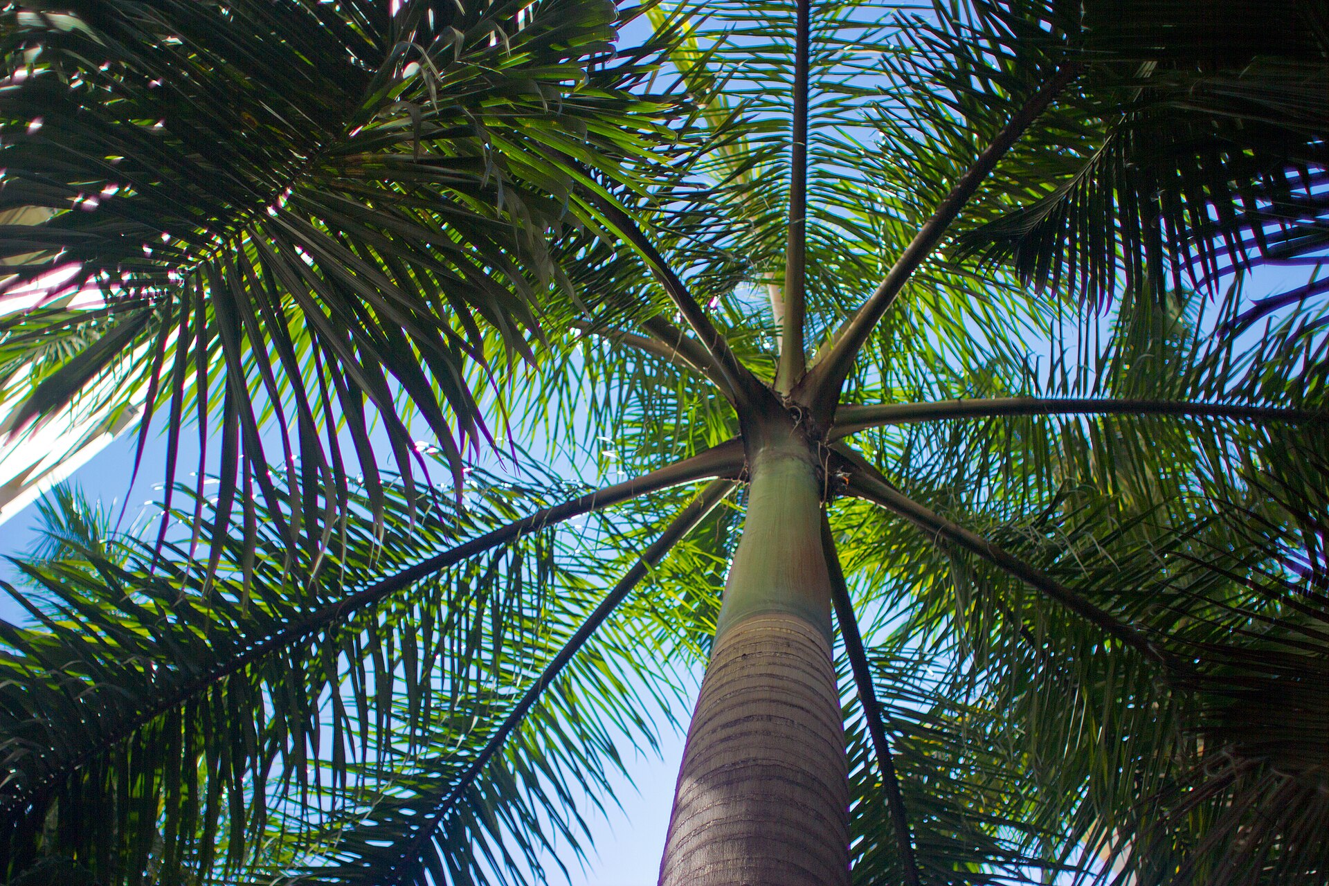 Nature in the City in Rio De Janeiro