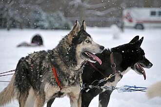 Traveling With Dogs International