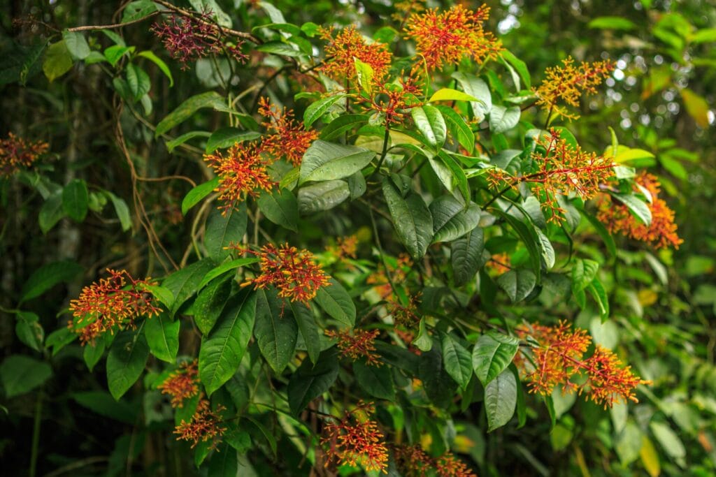10 Day Peru