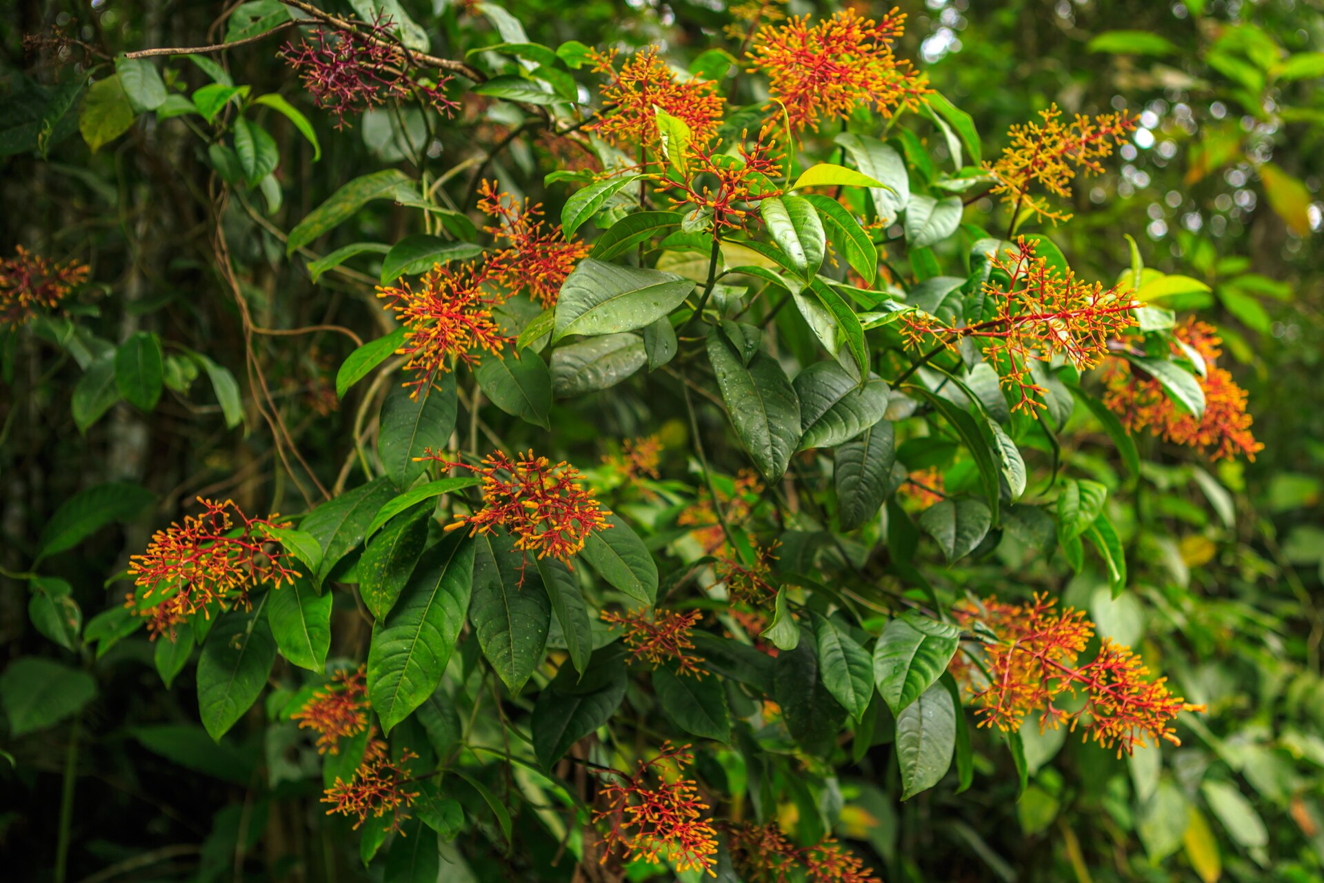 10 Day Peru