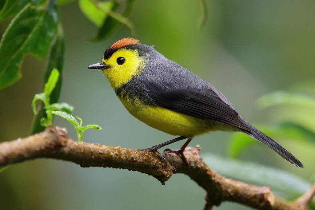 Costa Rica