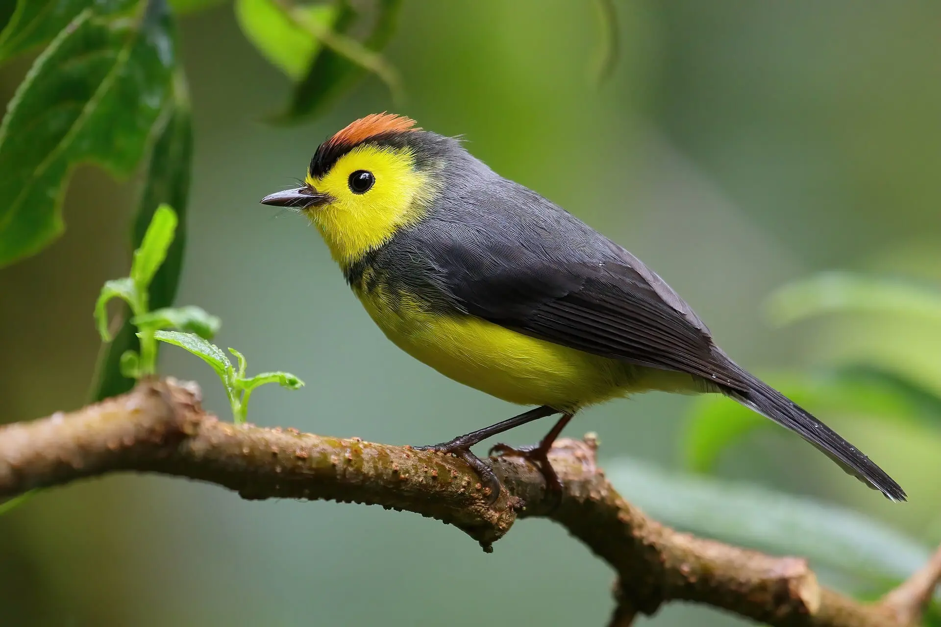 Costa Rica