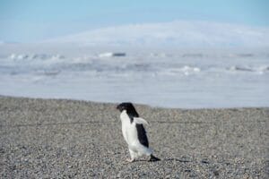 Galapagos vs Antarctica: Once in a Lifetime Pick