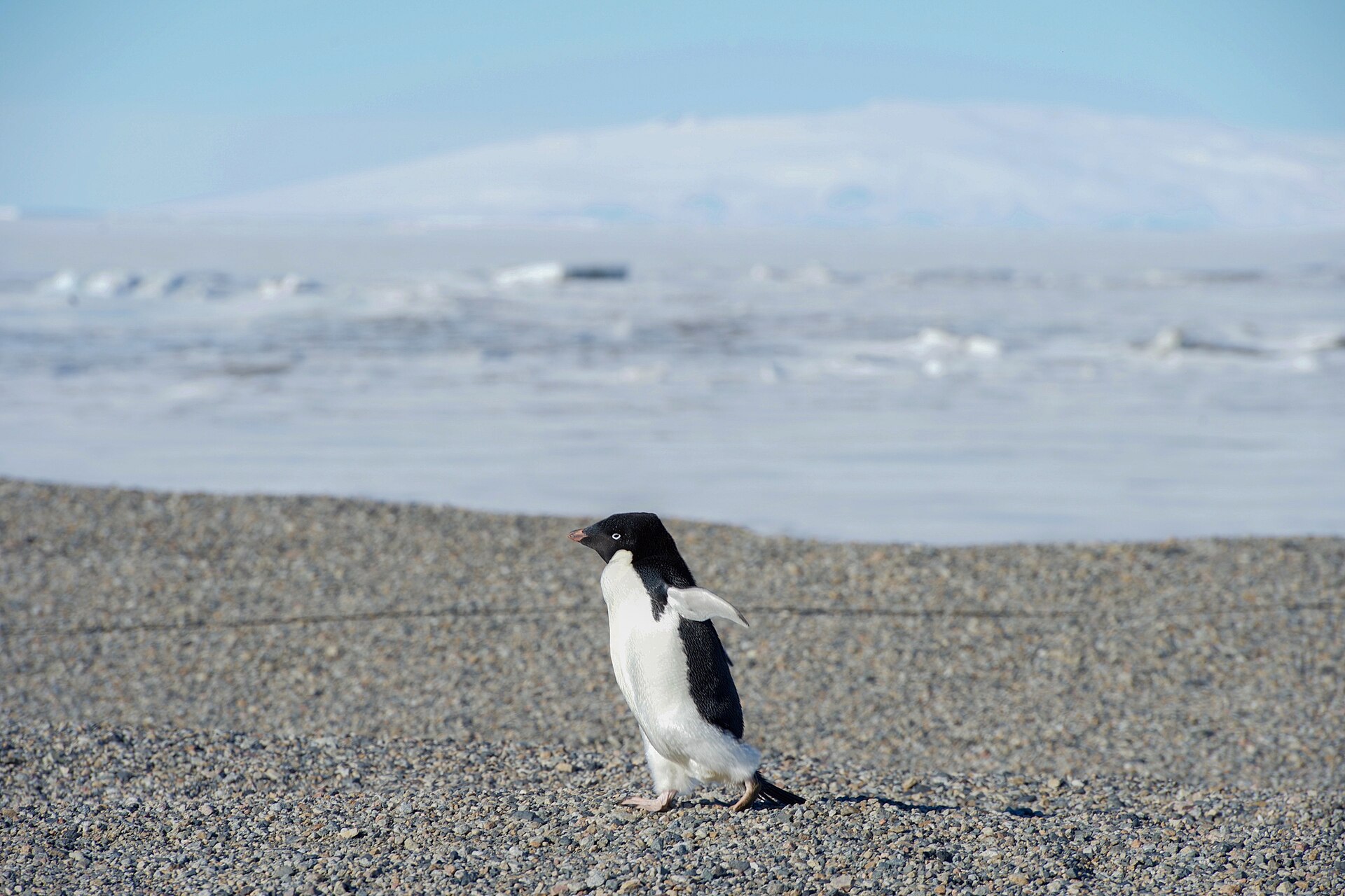 Antarctica