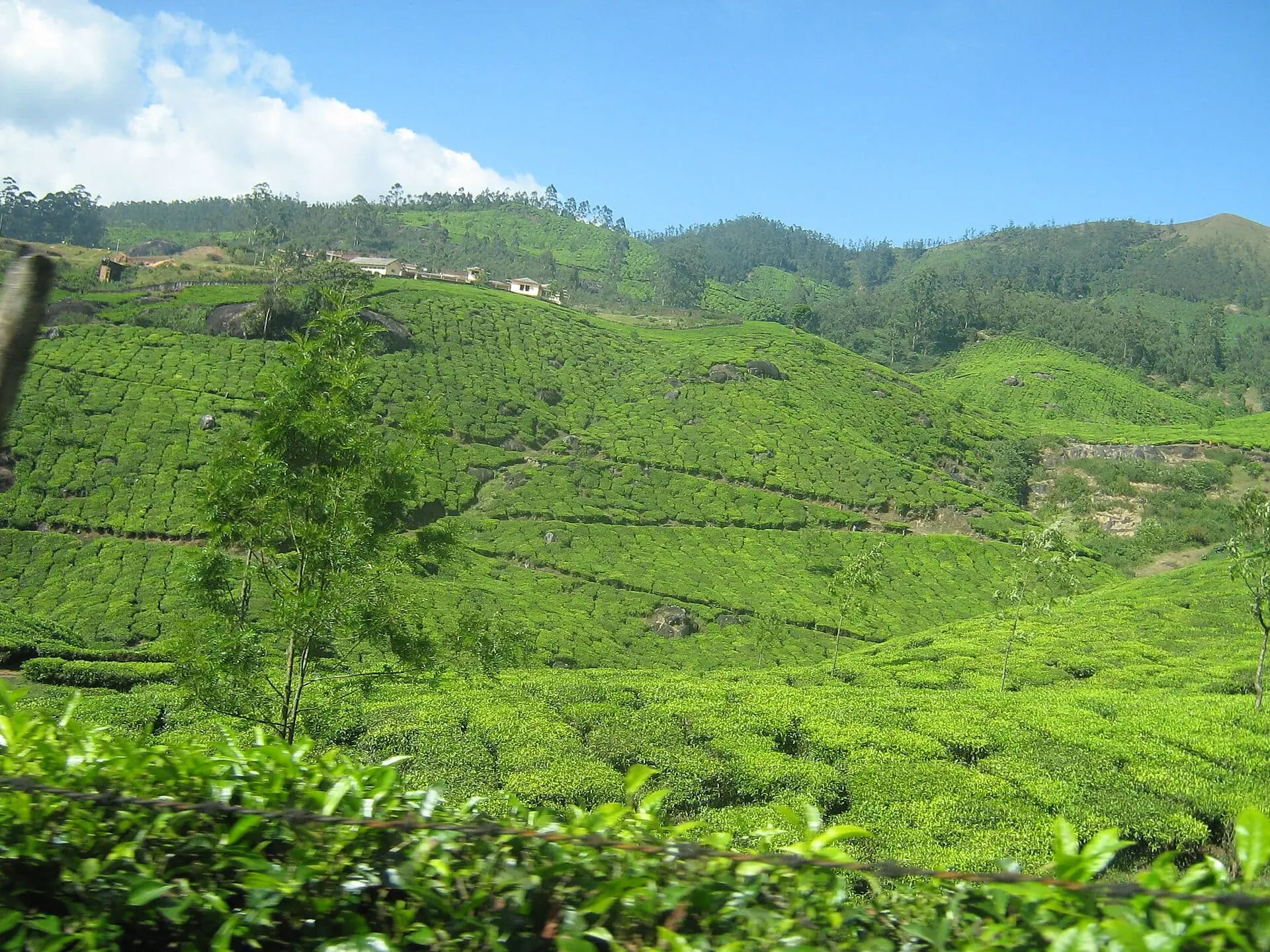 Lush Munnar tea hills in monsoon