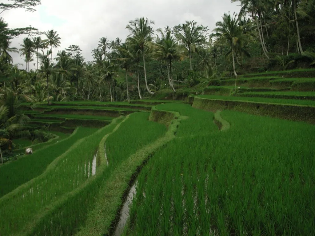 Rice terraces in Bali, Indonesia