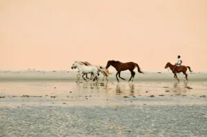 See the updated Jericoacoara Guide