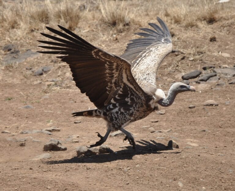 Kenya vs Tanzania: Which Safari to Choose