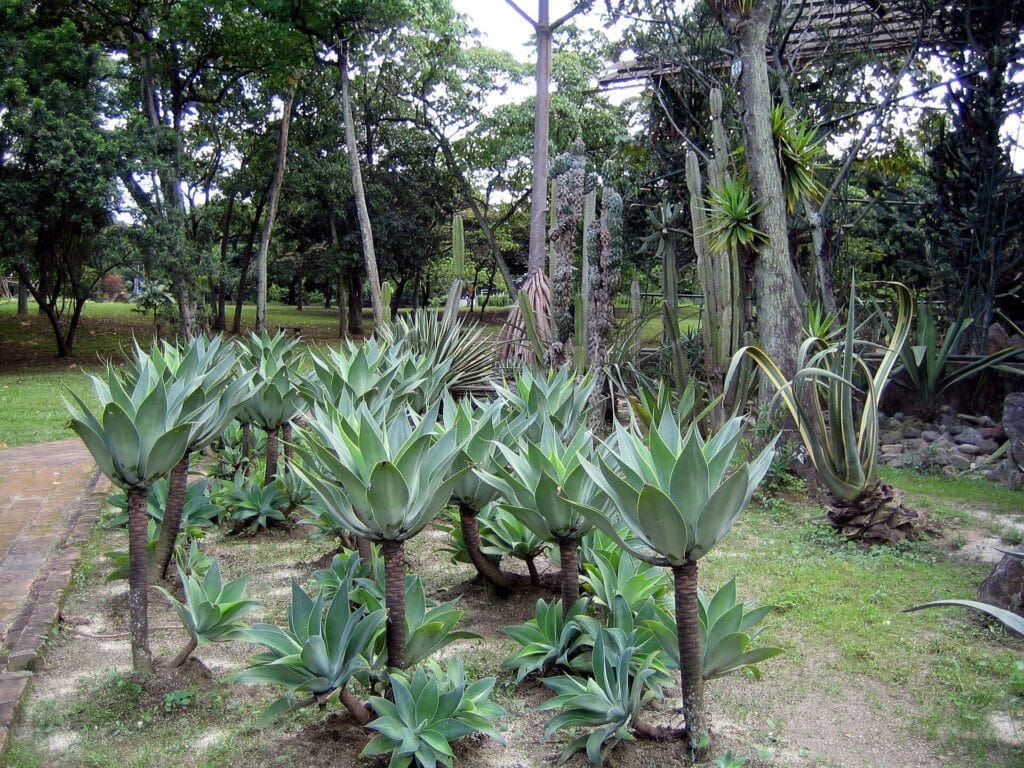 Medellin
