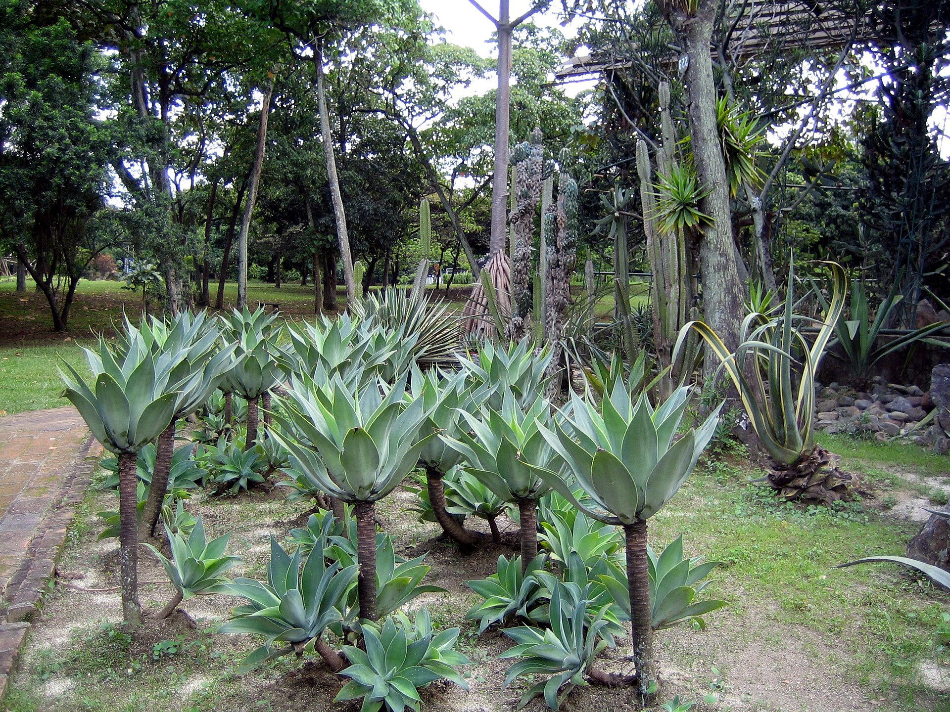Medellin