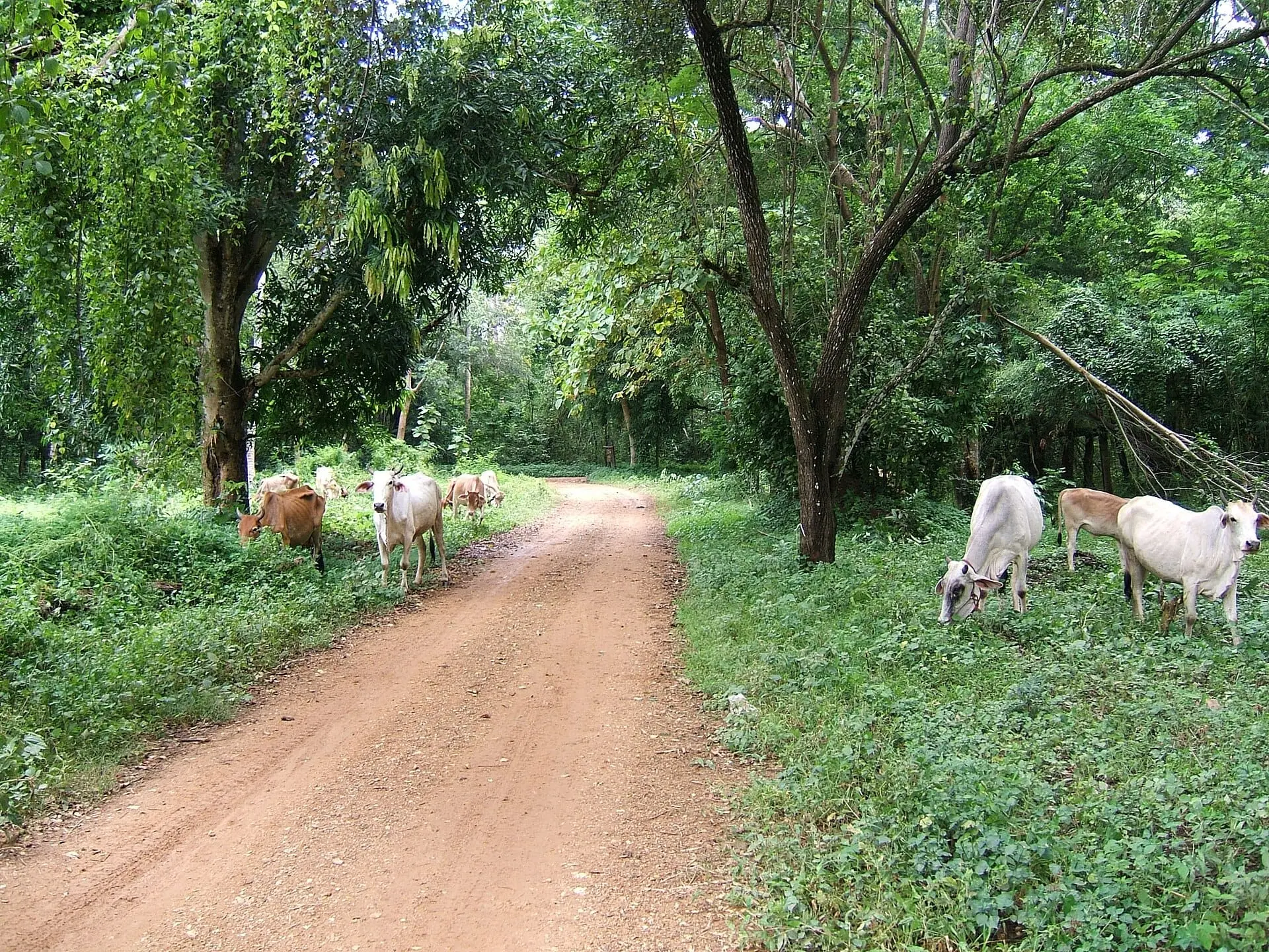 Thailand 2 Week