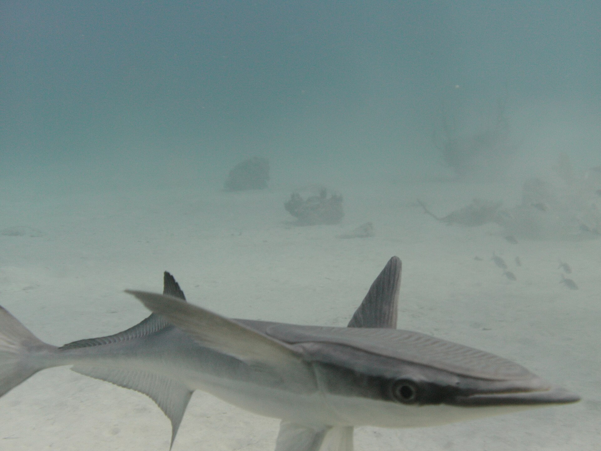 Bahamas