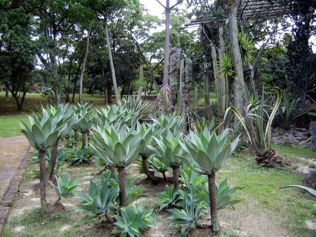 Medellin