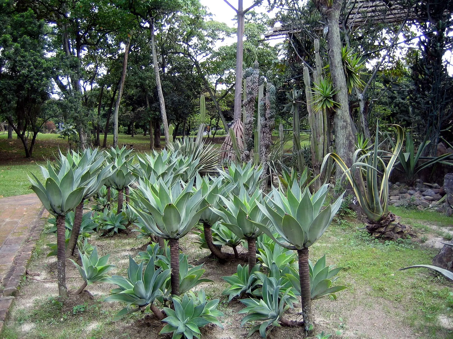 Medellin