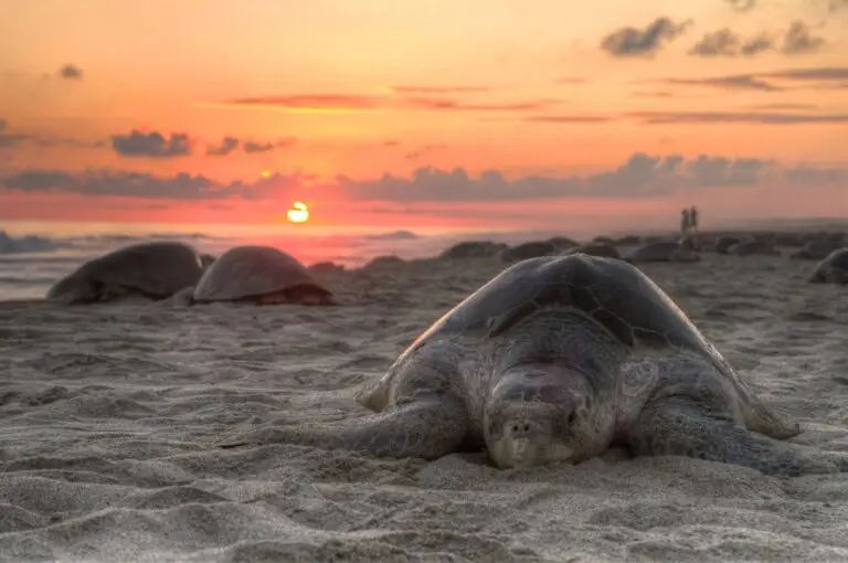 Sea turtle on the sand at sunrise on the Oaxaca coast, Mexico