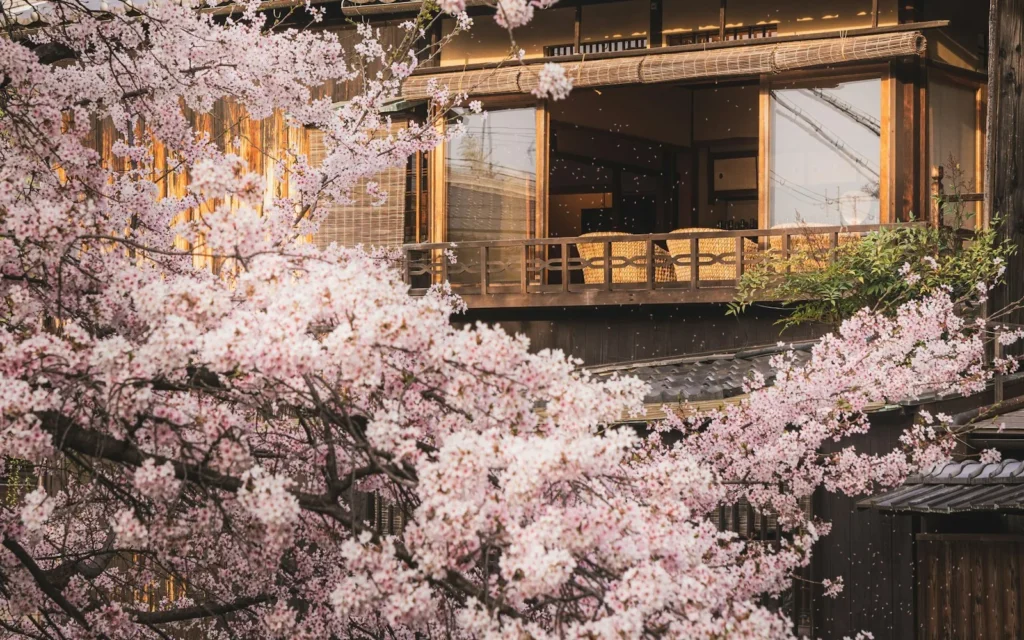 Cherry blossom framing a traditional wooden building in Kyoto