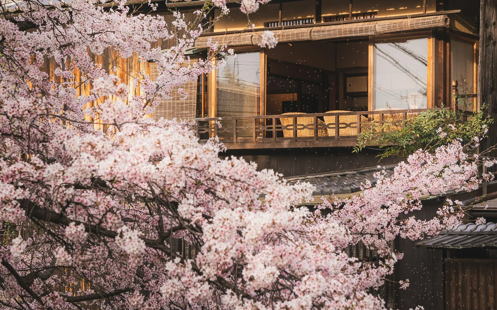 Cherry blossom framing a traditional wooden building in Kyoto