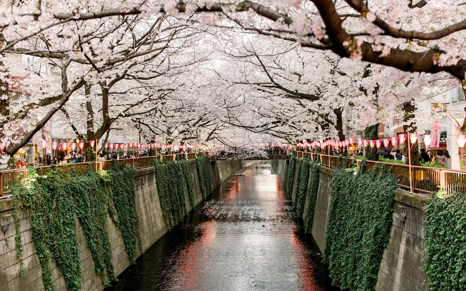 A tunnel of cherry blossom over the Meguro River in Tokyo